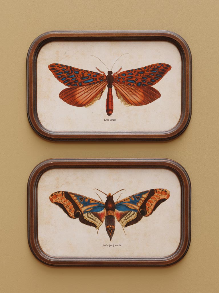 cadres papillon